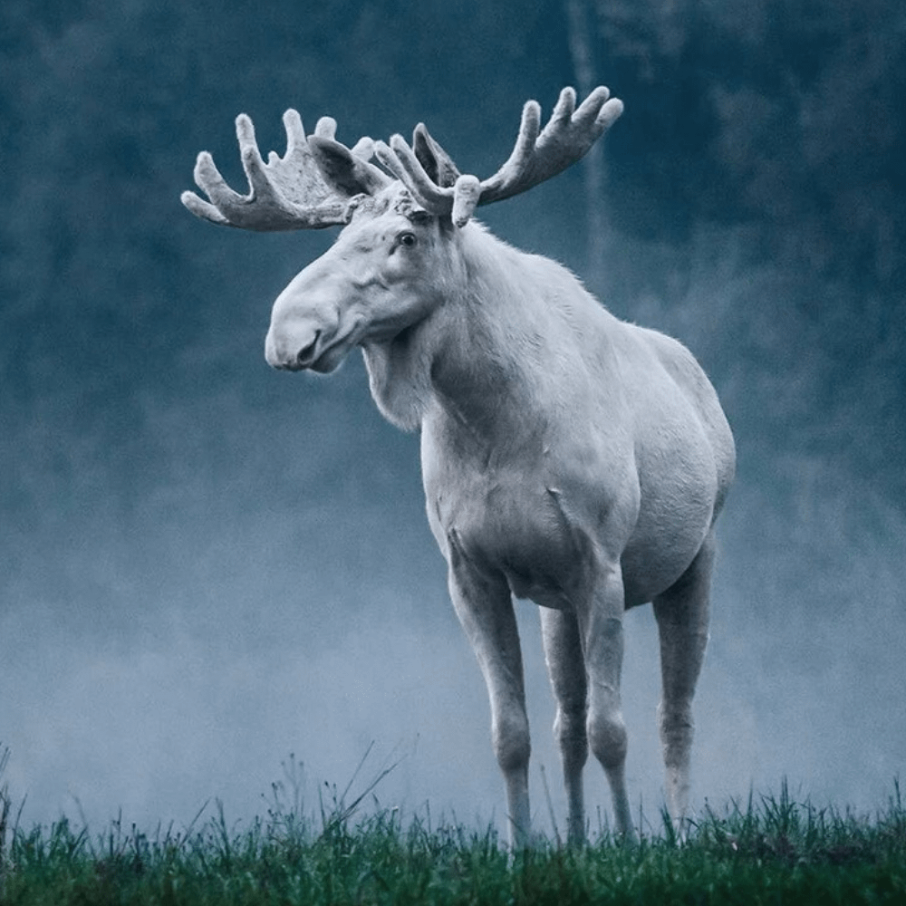 A majestic white moose in Sweden.