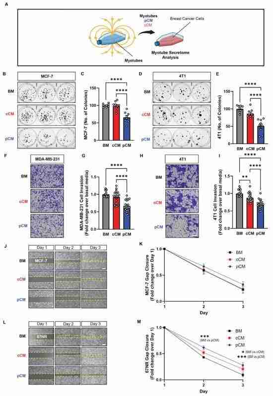 Secretome from Briefly Magnetically Stimulated Muscle Exhibits Anticancer Potency